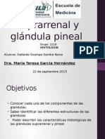 Histología de Glándulas Suprarrenal y Pineal