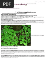 Ervas-daninhas Não. Plantas Indicadoras!