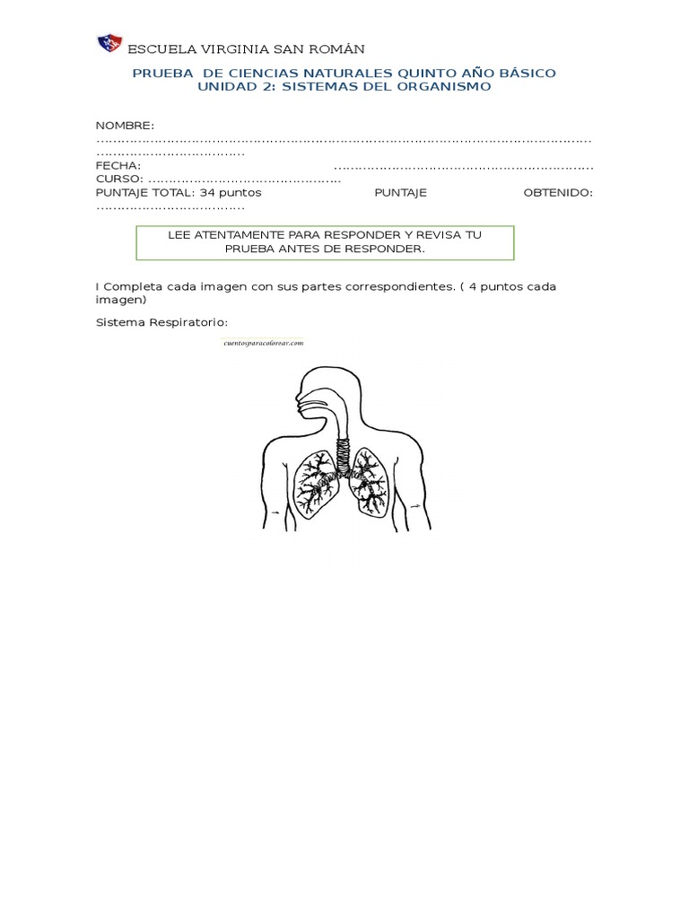 Prueba De Ciencias Naturales Quinto Año Básico Unidad 2 Sistemas Del
