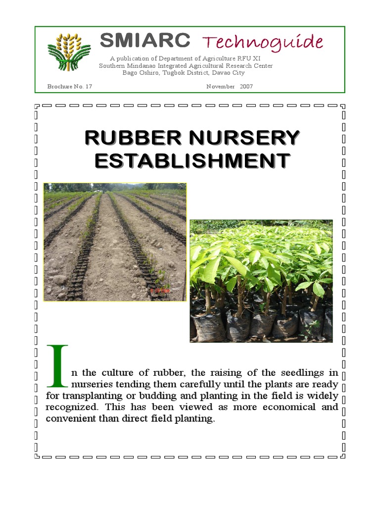 Rubber Nursery Establishment Guide | PDF | Grafting | Plant Nursery