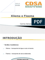 Xilema e Floema