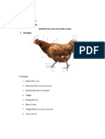 Anatomi Dan Morfologi Ayam