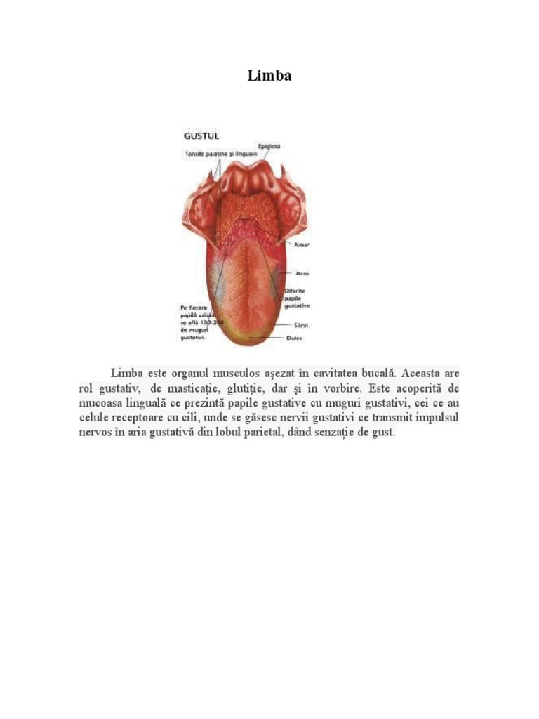Organe Simt | PDF