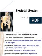 Skeletal System 1