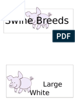 Swine Breeds