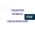 Laminas Neuroanatomia