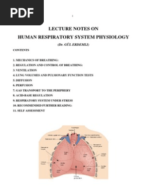 Lecture Notes On Human Respiratory System Physiology Respiratory Tract Lung