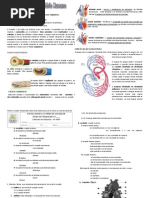 Sistema Circulatorio