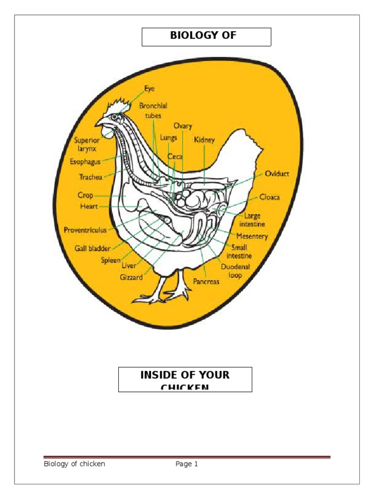 Chicken Anatomy and Physiology | PDF | Circulatory System | Lung