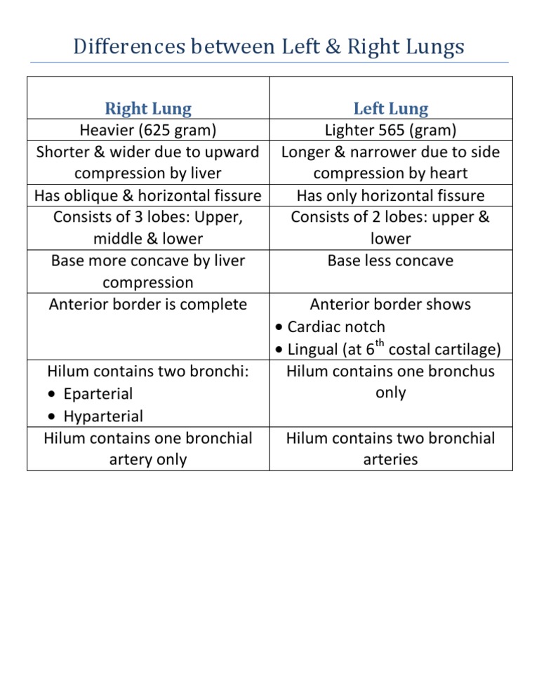 Differences Between Left & Right Lungs | PDF
