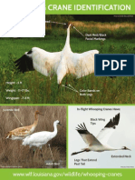 Whooping Crane Fact Sheet