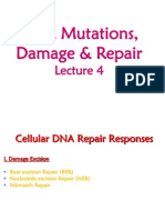 DNA+Mutations Damage Repair+4