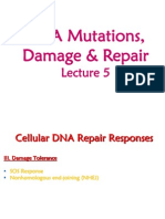 DNA+Mutations Damage Repair+5
