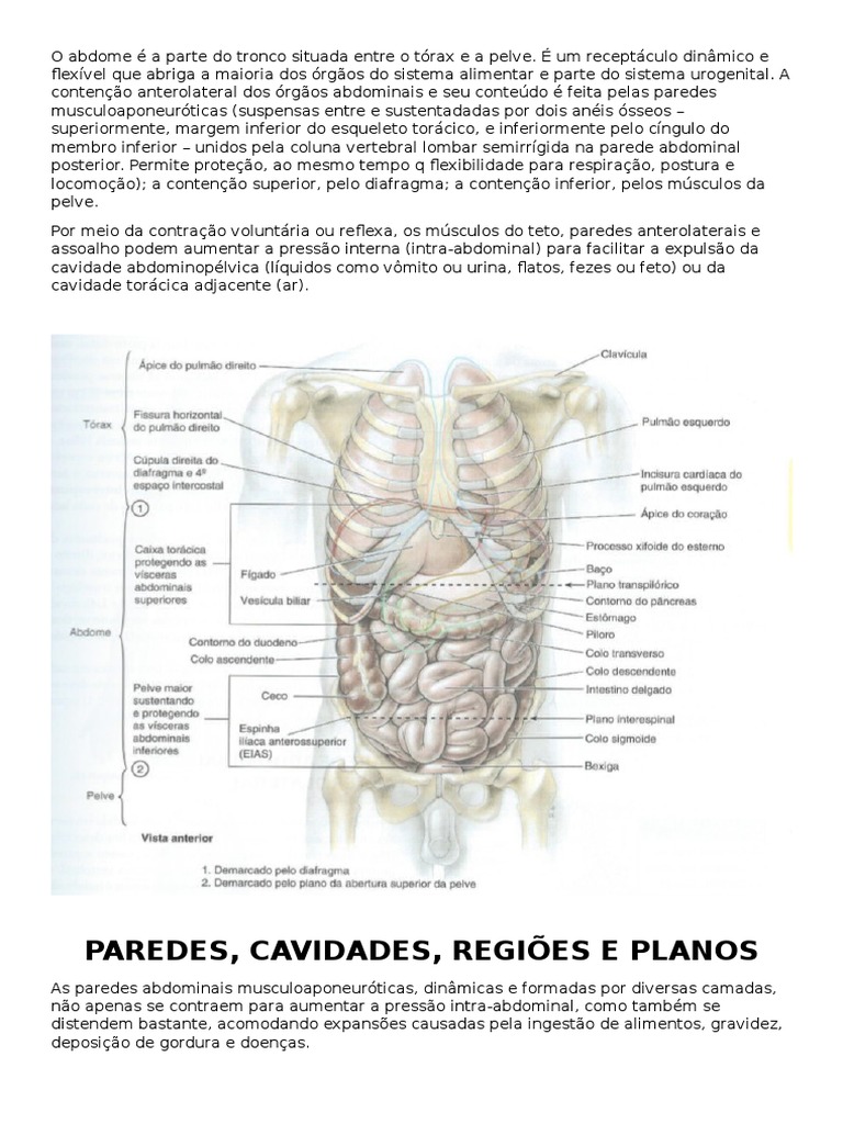 Resumo Moore - Anatomia de Abdome | PDF | Estômago | Intestino delgado, image size:768x1024
