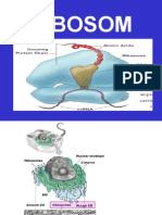 2013 Biodas 1 3 Ribosom Dan Inti Sel 2011