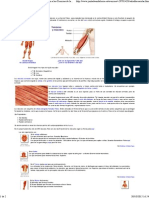 El Cuerpo Humano. Sistema Muscular. Introducción A Las Ciencias de La Salud