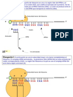 Traducción ARN