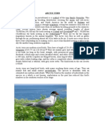 Arctic Tern: Circumpolar Seabird Migrates 90,000 km Yearly