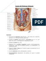 Anatomía Del Sistema Urinario