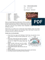 Chiton SP (DINDA RAHMI ANINDI)