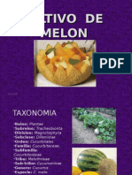 Fenologia Melon