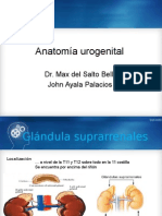 UROLOGIA Anatomia Urogenital