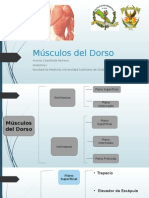Músculos Del Dorso