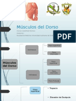 Músculos Dorso 40