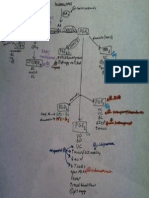 Prostaglandins - Pharm