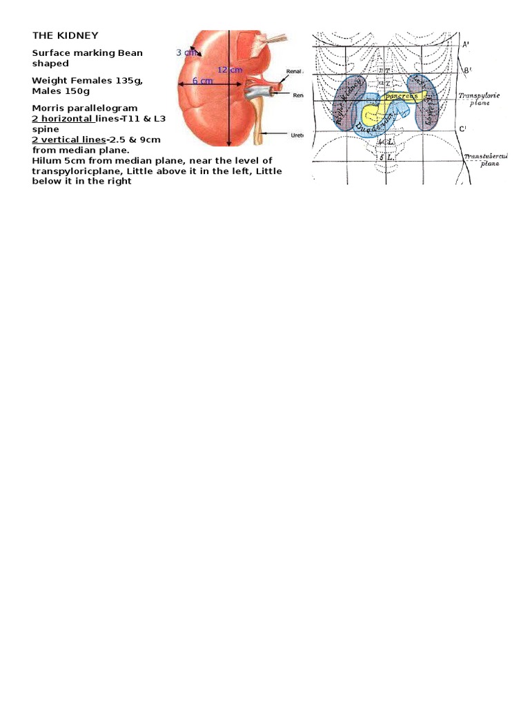 Ureter Anatomy | Angiotensin | Kidney