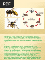 Wasp and Ant