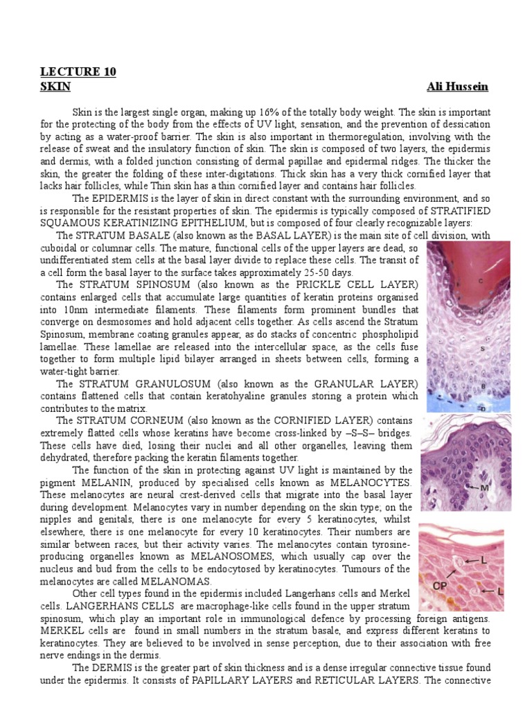 L10 Skin | PDF | Skin | Epidermis