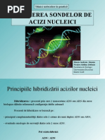 Hibridizare Acizi Nucleici
