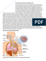 Importancia Del Sistema Respiratorio