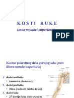 3M Kosti Ruke, Pars Libera Membri Superioris