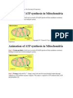 Animation of ATP Synthesis