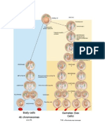 Mitosis Vs Meiosis