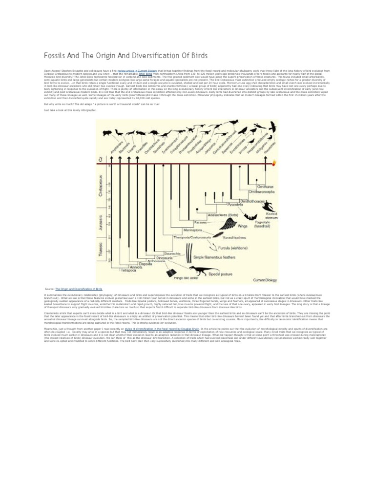 Evolutionary Origins of Birds | PDF | Dinosaurs | Birds