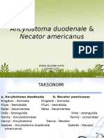 Ancylostoma Duodenale & Necator Americanus PPT HIS