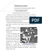 05 17 Streptococcus Mutans