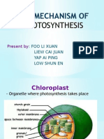 The Mechanism of Photosynthesis