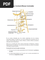 Download Plexo Cervical by Raymi Luis Ramirez SN28865977 doc pdf