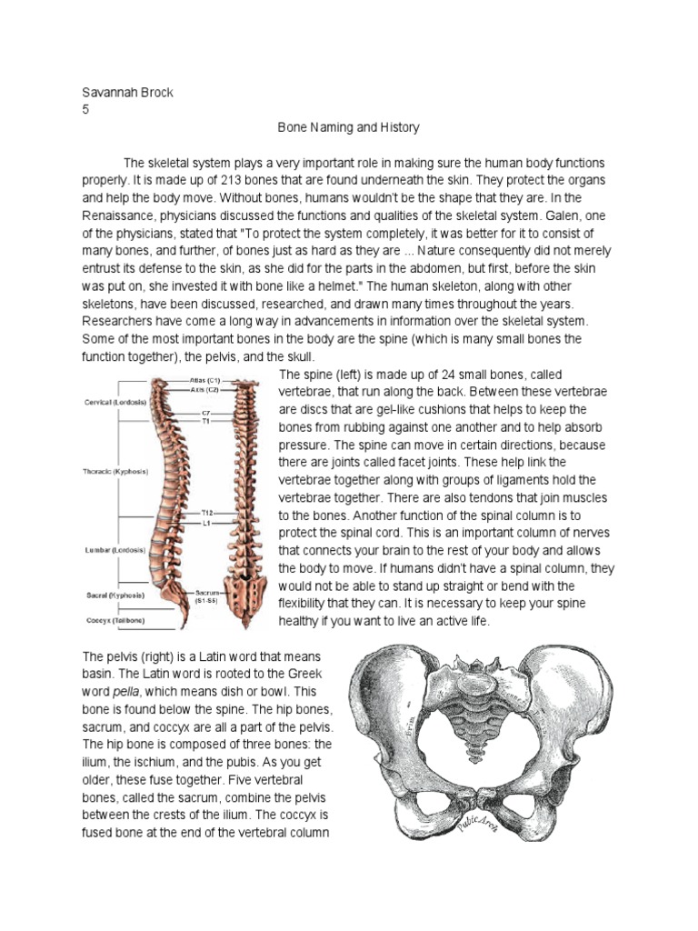 Overview of the Human Skeletal System | PDF | Skeleton | Bone