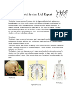 Skeletal System LAB Report: Megan Arney