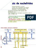 Clase de Covarrubias Sintesis de Nucleotidos