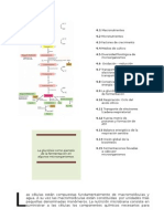 Capitulo IV - Microbiologia