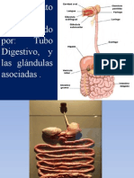 6 Sistema Digestivo