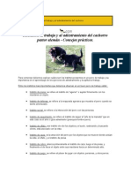 Adiestramiento Canino 1