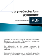 Generalidades y caracteristicas de Corynebacterium pyogenes