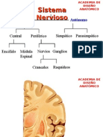 Cerebro , anatomía , encéfalo 